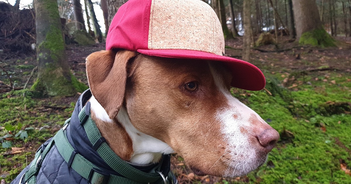 WOODEN SHADE Kork Cork Baseball Cap Snapback